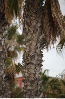 photo texture of palm bark 0017